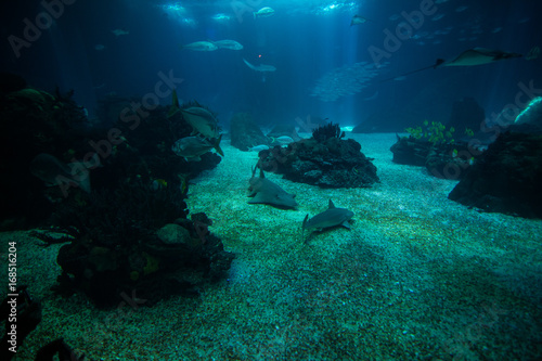Ocean giant fish world in aquarium for observation. © F8  \ Suport Ukraine