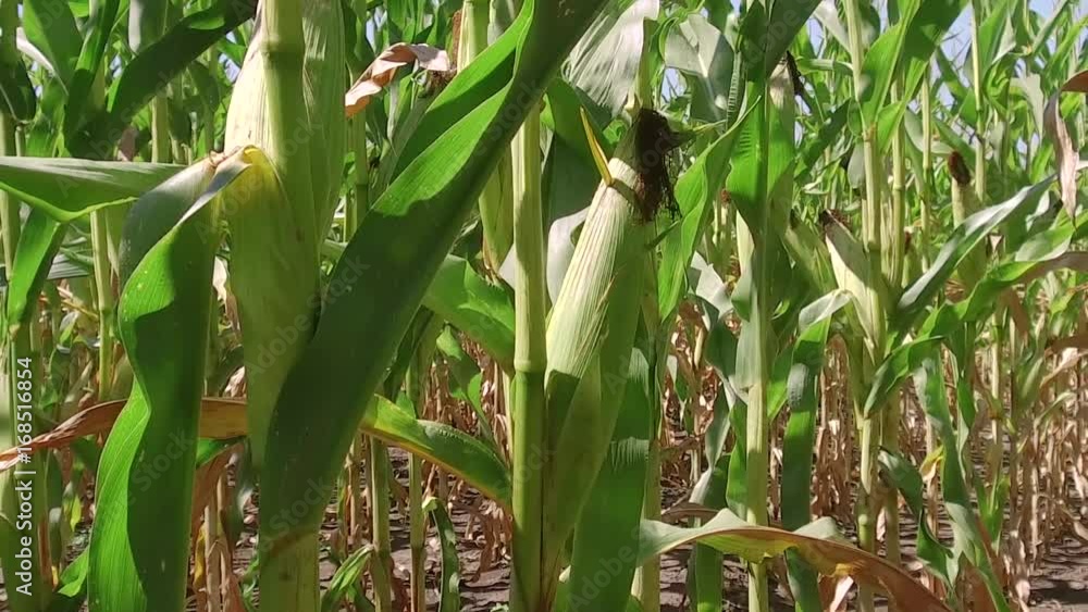 Corn field corn farm farming steadicam. green grass agriculture united states the nature video usa slow motion corn farm Corn field corn farm farming steadicam. green grass agriculture united states the nature video usa slow motion corn farm