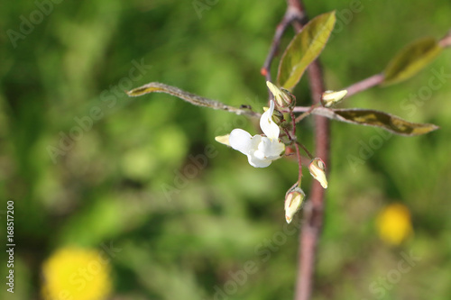Hazel Corylus avellana Geant de Halle bloom detail; bush producing big hazelnut or cob-nuts
