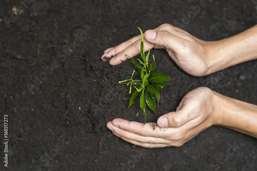  Human hand planting a tree on white background, Save earth concept