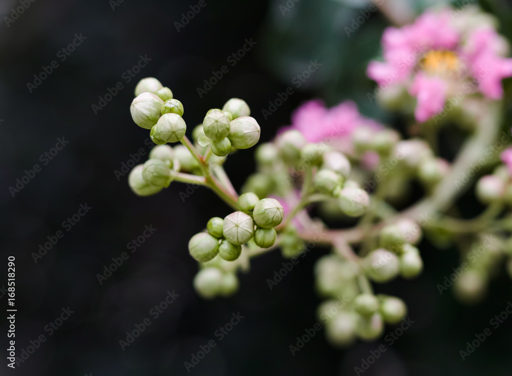 Beautiful pink Crepe Myrtle flower tree Beautiful pink Crepe Myrtle flower tree