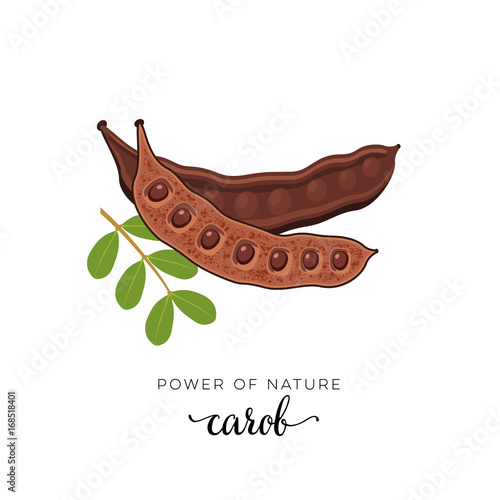Superfood fruit. Carob pod bean with seeds and twig with leaves. Vector illustration cartoon flat icon isolated on white.