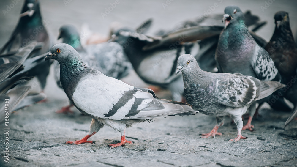 Fototapeta premium Flock of Pigeons on the street. Dove crowd. Close up