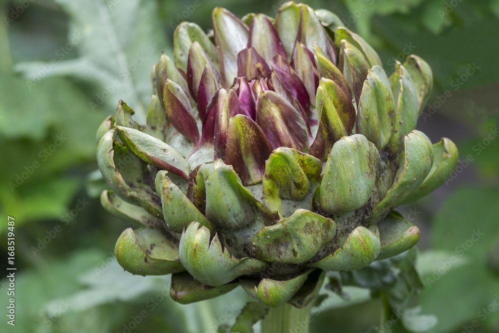 Artischocke (Cynara cardunculus, Syn. Cynara scolymus) Artischocke (Cynara cardunculus, Syn. Cynara scolymus)