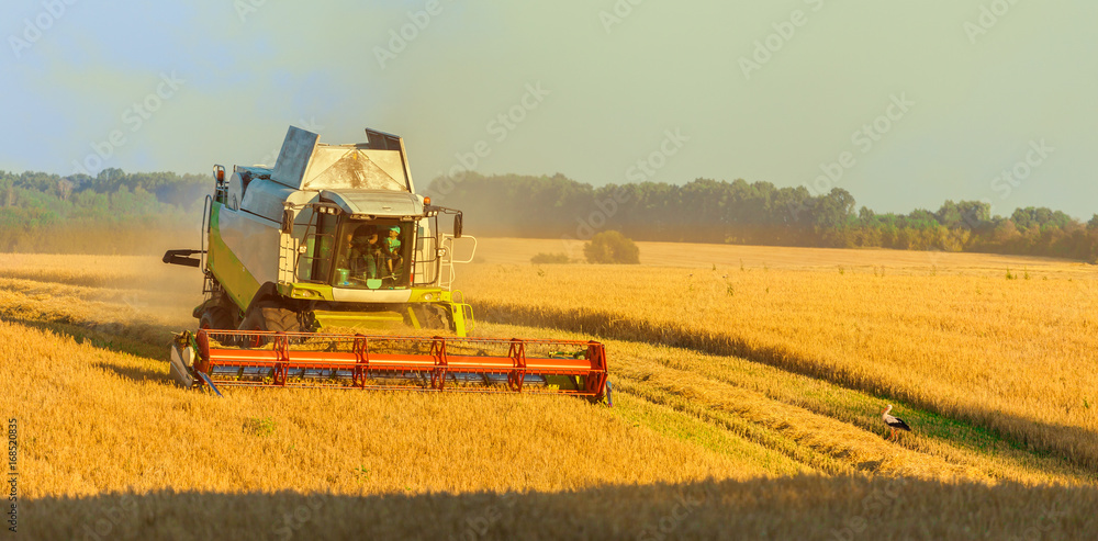 Fototapeta premium Harvester machine working in field . Combine harvester agriculture machine harvesting golden ripe wheat field. Agriculture