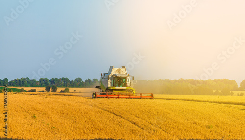 Harvester machine working in field . Combine harvester agriculture machine harvesting golden ripe wheat field. Agriculture © LALSSTOCK