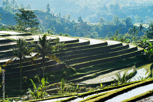 Bali Rice Terraces. The beautiful and dramatic rice fields of Jatiluwih in southeast Bali have been designated the prestigious UNESCO world heritage site.