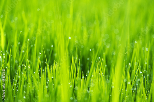 Spring or summer season abstract nature background with grass and drops  selective focus.