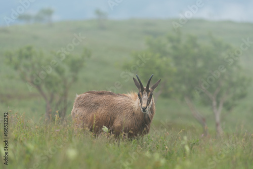 chamois in alpine territory 