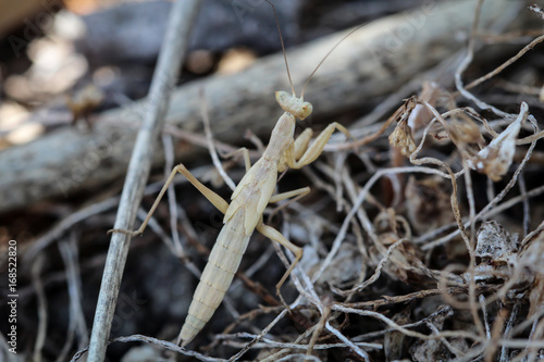 Junge Gottesanbeterin