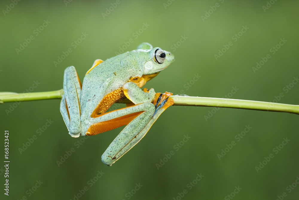 Fototapeta premium Tree frog, flying frog on branch