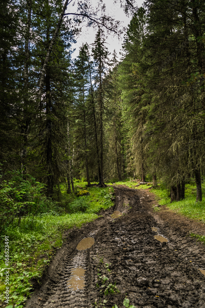 Dirt road after rain in evergreen forest near altai mountains Dirt road after rain in evergreen forest near altai mountains