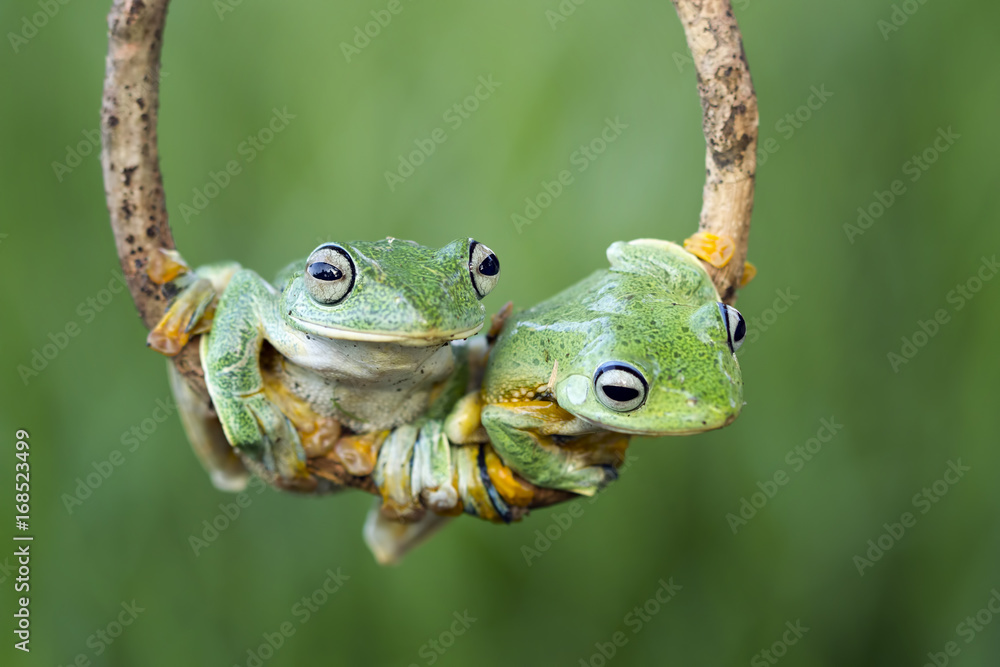 Obraz premium Rzekotka, latająca żaba na gałęzi
