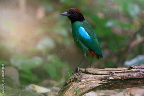 Green bird rufous head perching on branch. .Beautiful Hooded pitta ( Pitta sordida ) living alone in the forest.