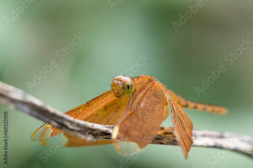 Close up dragonfly. macro