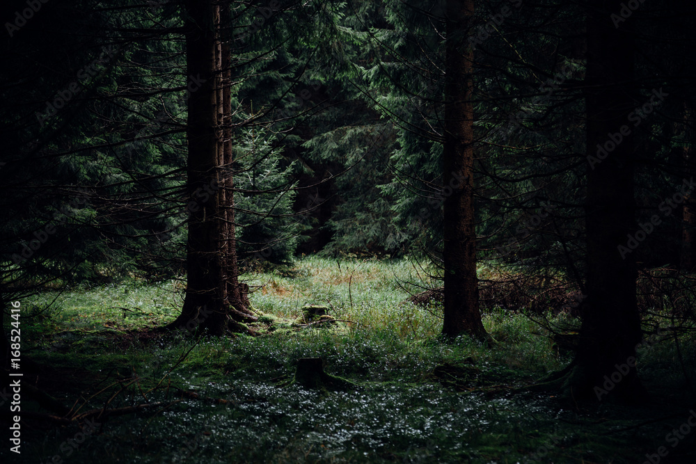 Fototapeta premium Dunkle Waldszene