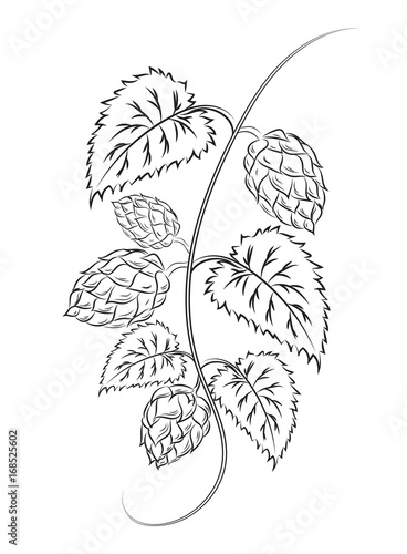 Hop cones with leaves and tendrils, isolated. Vector.