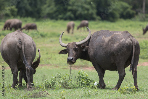 Pasture rised Asian water buffalo.