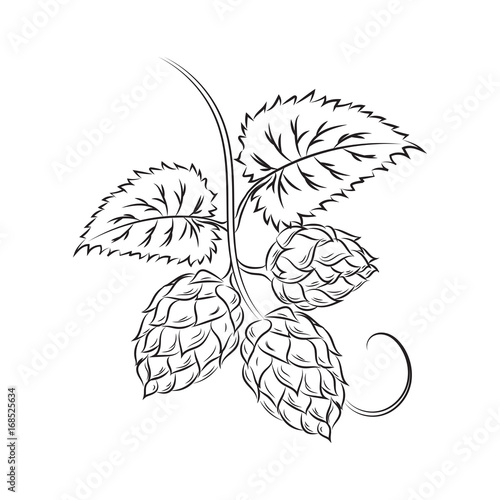 Hop cones with leaves and tendrils, isolated. Vector.