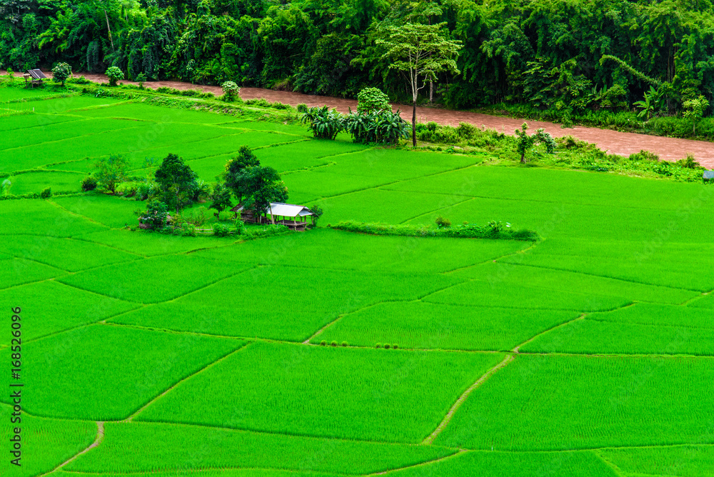 Fototapeta premium Mountain Rice Field in Thailand