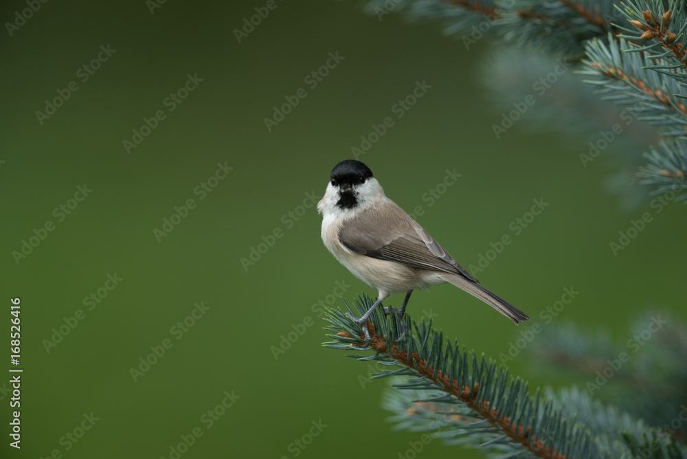 Fototapeta premium Willow tit, Poecile montanus