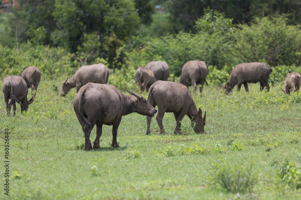 Pasture rised Asian water buffalo. Pasture rised Asian water buffalo.