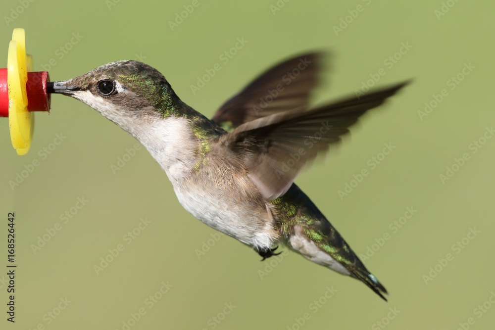 Obraz premium Ruby-throated Hummingbird At A Feeder
