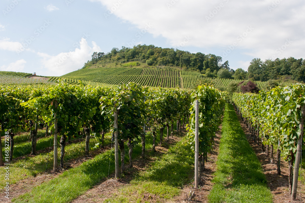 Weinanbaugebiet 
