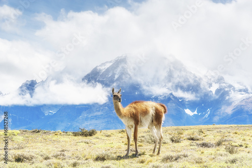 guanaco at Torres del Paine National Park  Patagonia  Chile.