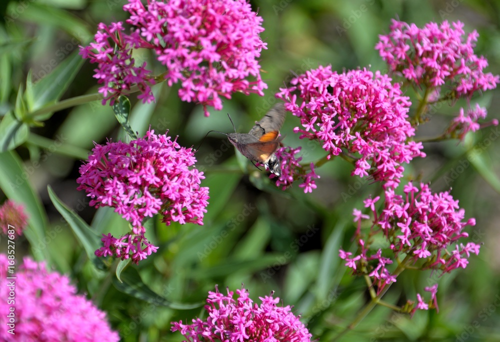 papillon colibri
papillon colibri