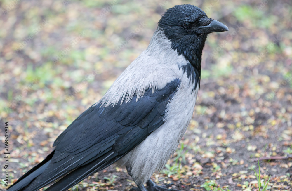 Aaskrähe (Corvus corone) Aaskrähe (Corvus corone)