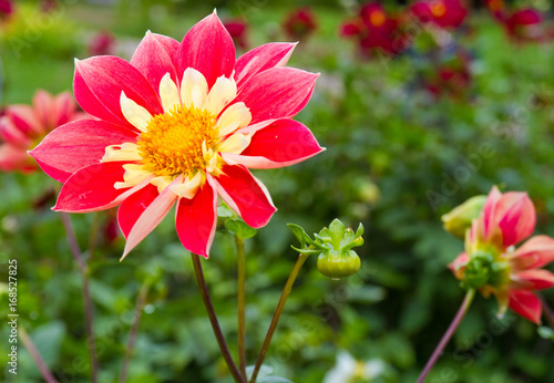 Fototapeta Naklejka Na Ścianę i Meble -   Nahaufnahme einer Dahlie mit gelbroten Blüten