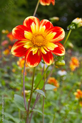 Fototapeta Naklejka Na Ścianę i Meble -   Nahaufnahme einer Dahlie mit gelbroten Blüten