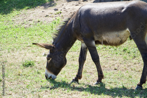 Photography Donkey eating grass in Devin castle in Bratislava, Slovakia