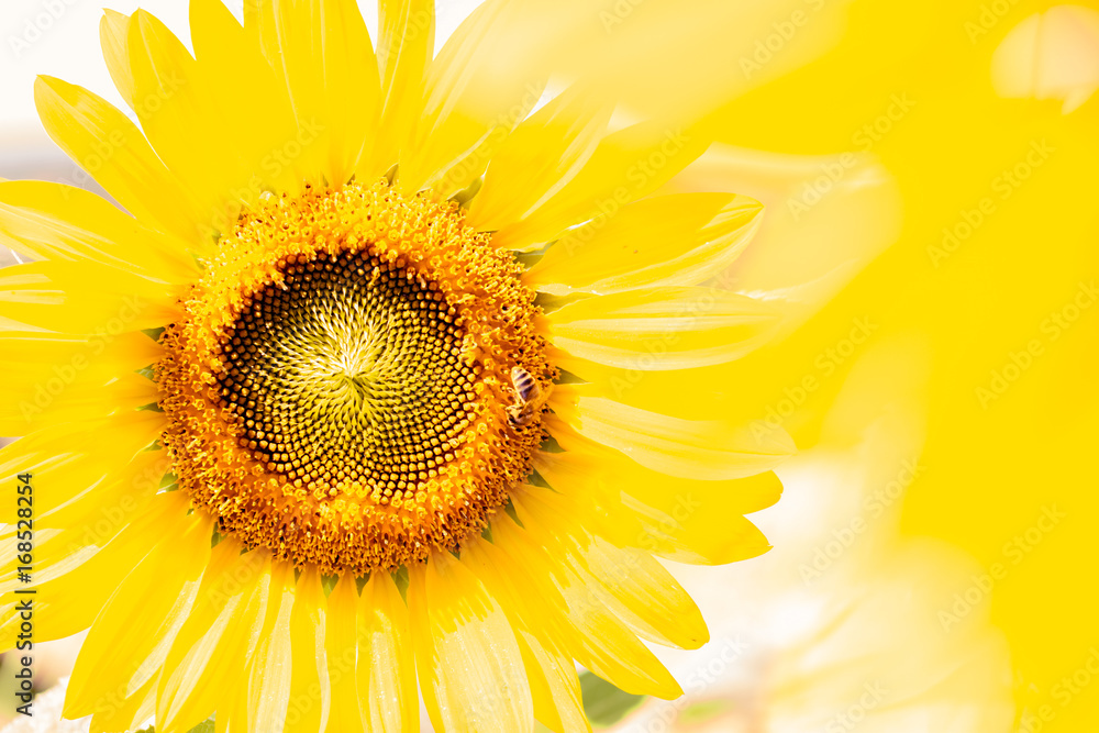 Obraz premium Sunflower, Sonnenblume, Summer