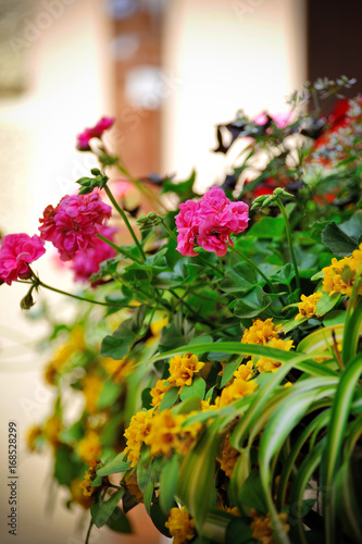 flowers on the terrace © Pavlo Burdyak