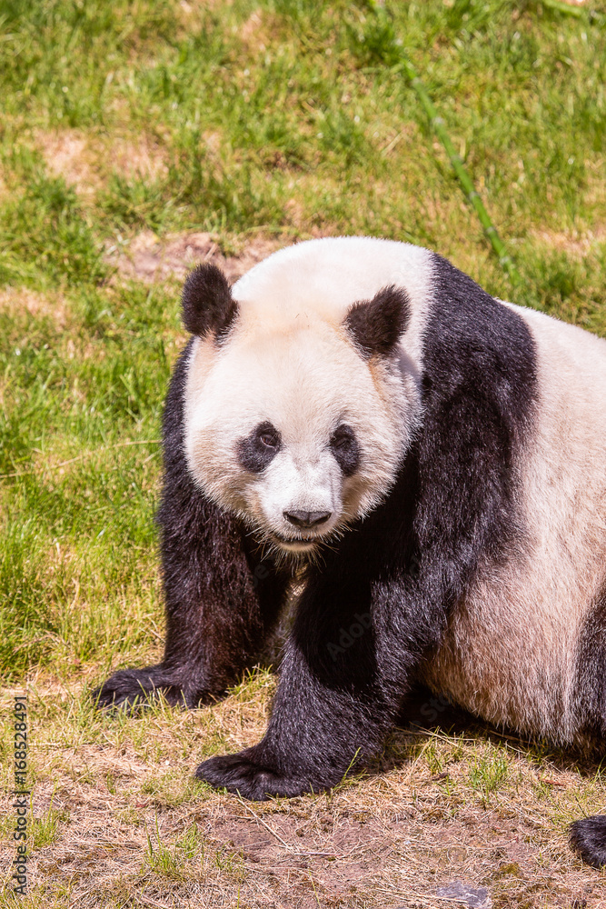 Fototapeta premium Panda