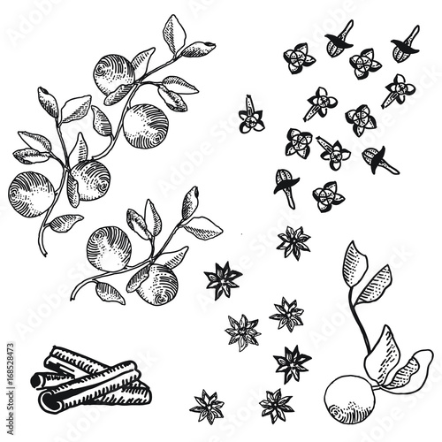 Apple Pie Spice Autumn Fall Botanical Line Drawing Illustration