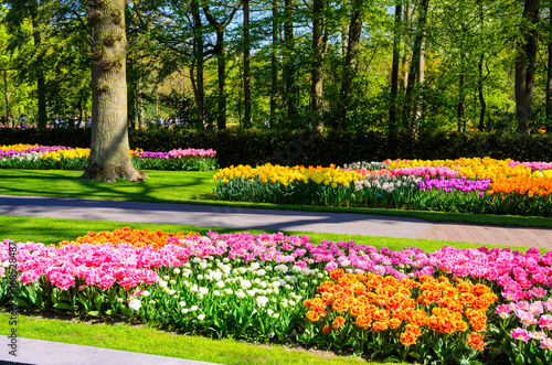 Blooming flowers in Keukenhof park in Netherlands, Europe.