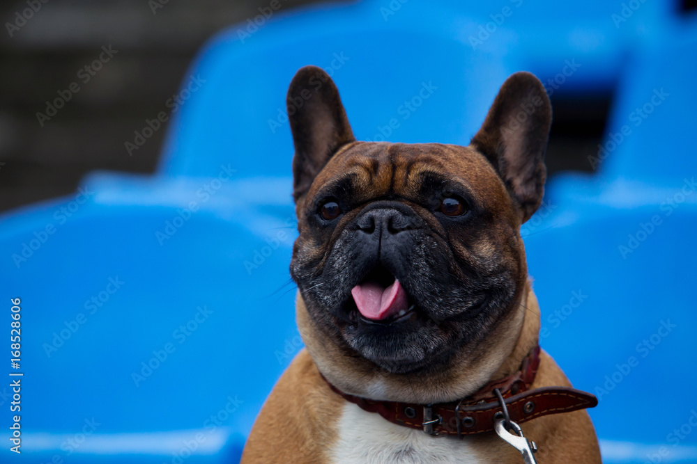Dog breed French Bulldog