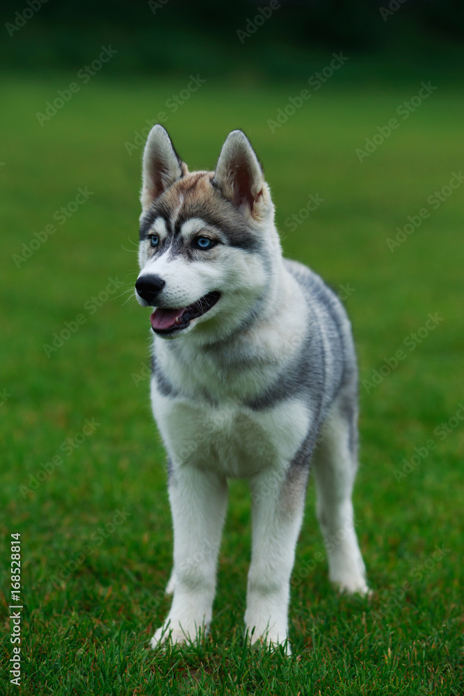 Dog breed Siberian husky