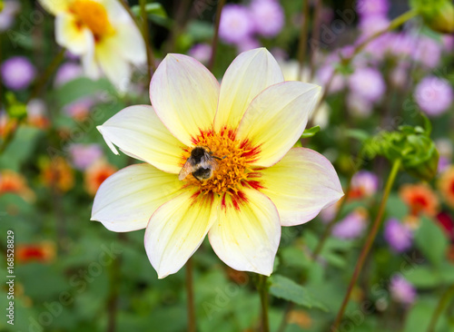 Fototapeta Naklejka Na Ścianę i Meble -   Nahaufnahme einer Dahlie mit gelben Blüten