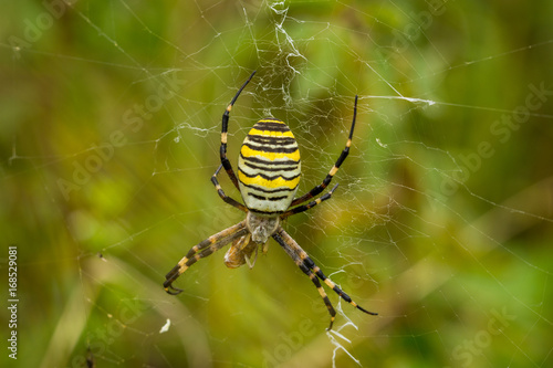 Wasp Spider, Wespenspinne © BerndVollmer