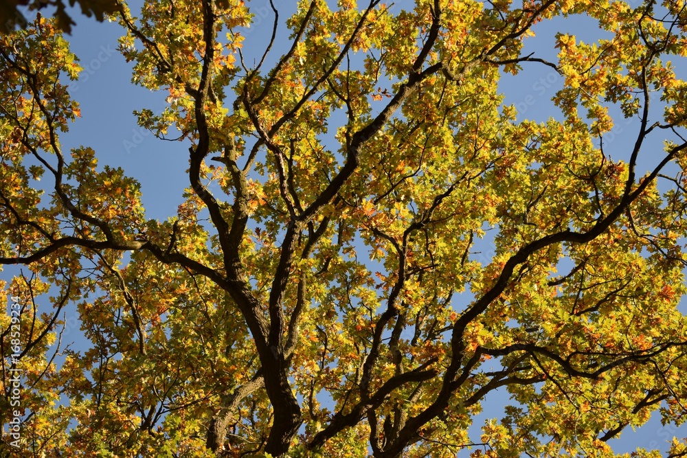 Bifurcación de follaje amarillo, Forêt de Montmorency (Francia) Bifurcación de follaje amarillo, Forêt de Montmorency (Francia)