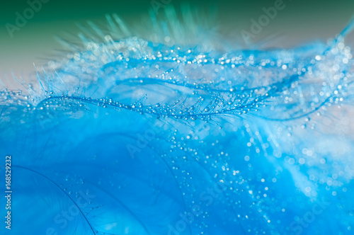 Abstract turquoise background with bird feather with water drops.