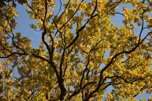 Bifurcación de follaje amarillo, Forêt de Montmorency (Francia)