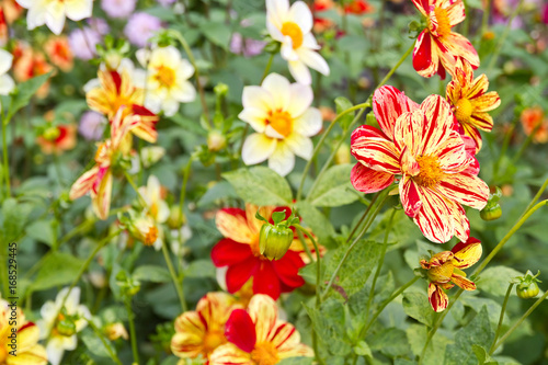 Fototapeta Naklejka Na Ścianę i Meble -  Bunte Dahlienblüten