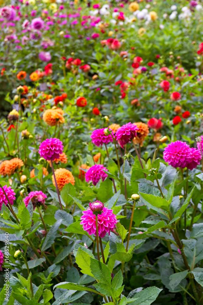 Bunte Dahlienblüten