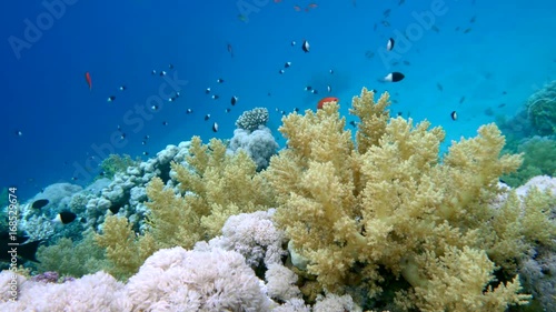 school of fish Sea goldie (Pseudanthias squamipinnis) and Bicolor Damselfish (Chromis dimidiata) swims over a coral reef in the background of blue water, Red sea, Sharm El Sheikh photo