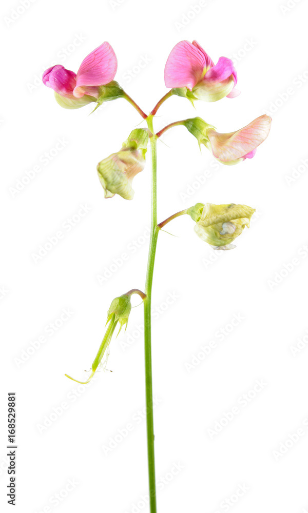 Pink flowers of Perennial pea (Lathyrus latifolius) isolated on white background. Medicinal plant